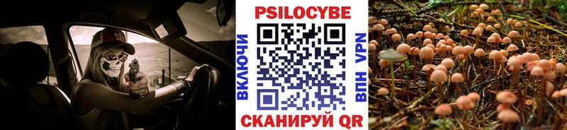 кракен вход Гдов Галлюциногенные грибы Psilocybine cubensis
